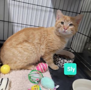 Sly, Adult Male Domestic Short Hair