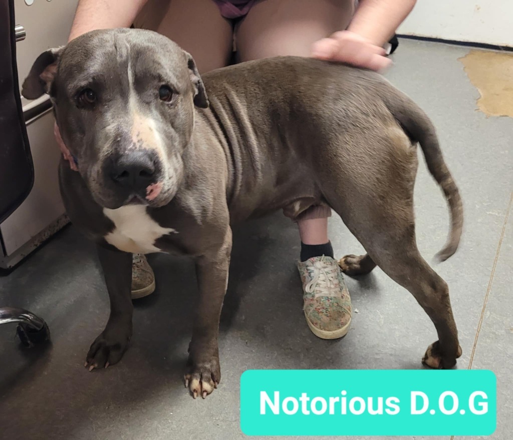 Notorious D.O.G
