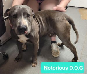 Notorious D.O.G, Adult Male unknown