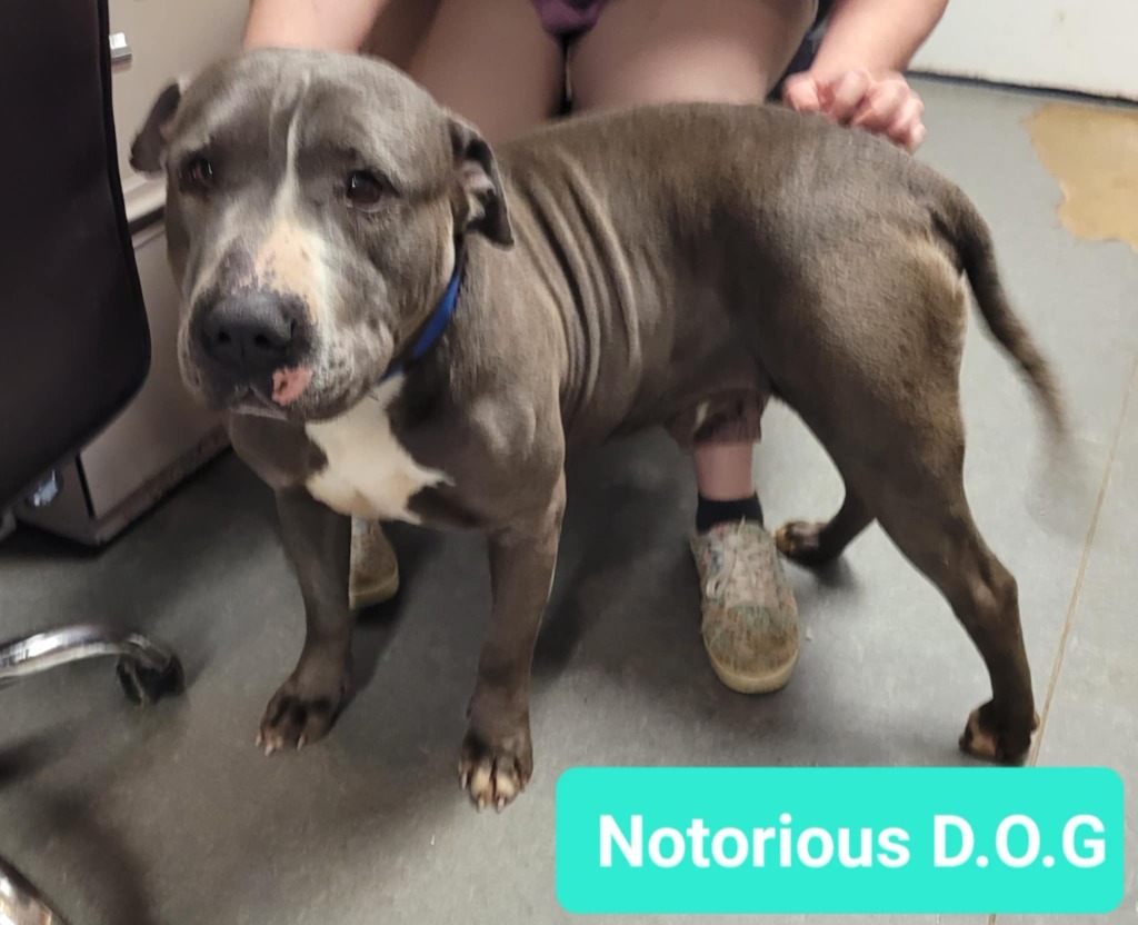 Notorious D.O.G