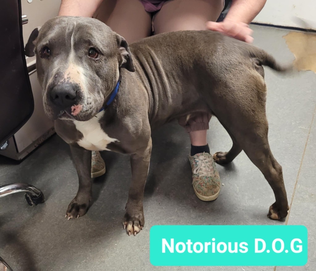 Notorious D.O.G
