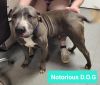 Notorious D.O.G photo 3
