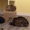 Murphy -- Bonded Buddy With Molly photo 3