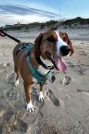 Whiskey photo 3