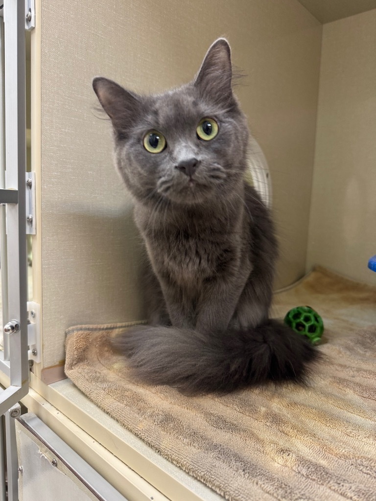 Melissa (Mlissa), an adoptable Domestic Medium Hair in Winnipeg, MB, R3H 0M1 | Photo Image 1