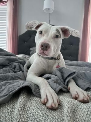 Sofie, Young Female Pit Bull Terrier