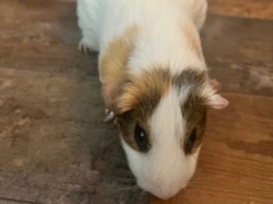 Pickles is quite the handsome guinea pig His hobbies include snacking on hay and just lounging arou