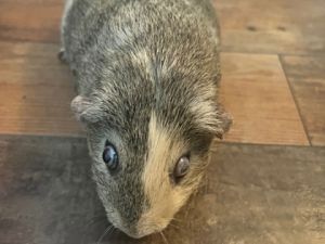 This thick piggie is Zucchini He has a love for snacks and hanging out with his bro Pickles If ge