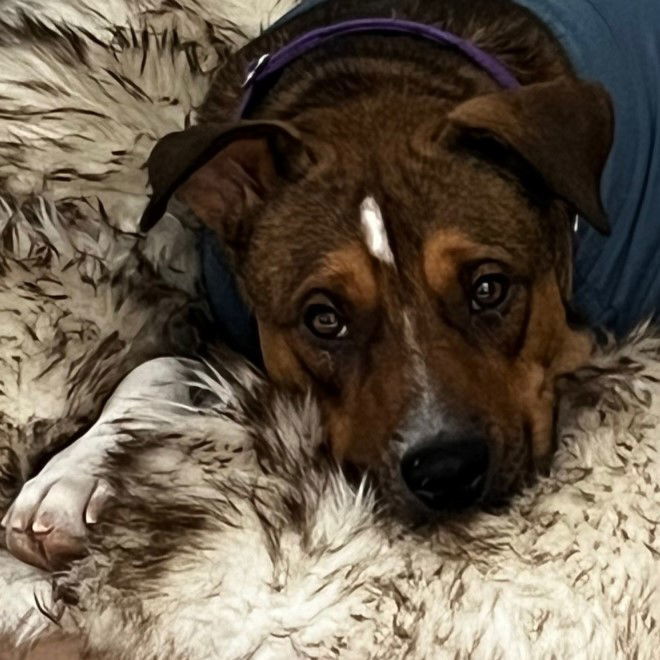 Fajita, an adoptable Pit Bull Terrier, Shepherd in Fargo, ND, 58103 | Photo Image 1