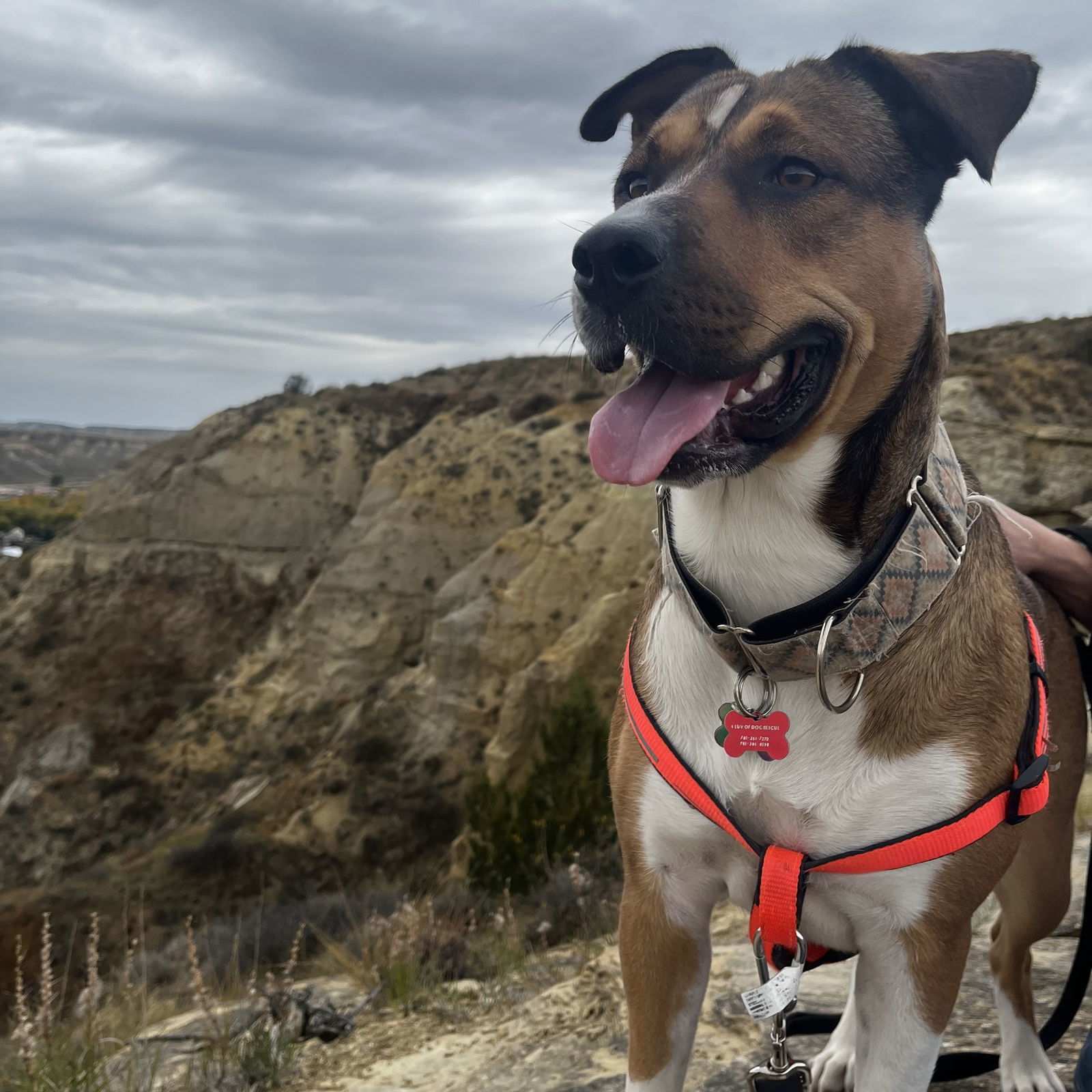 Fajita, an adoptable Pit Bull Terrier, Shepherd in Fargo, ND, 58103 | Photo Image 1