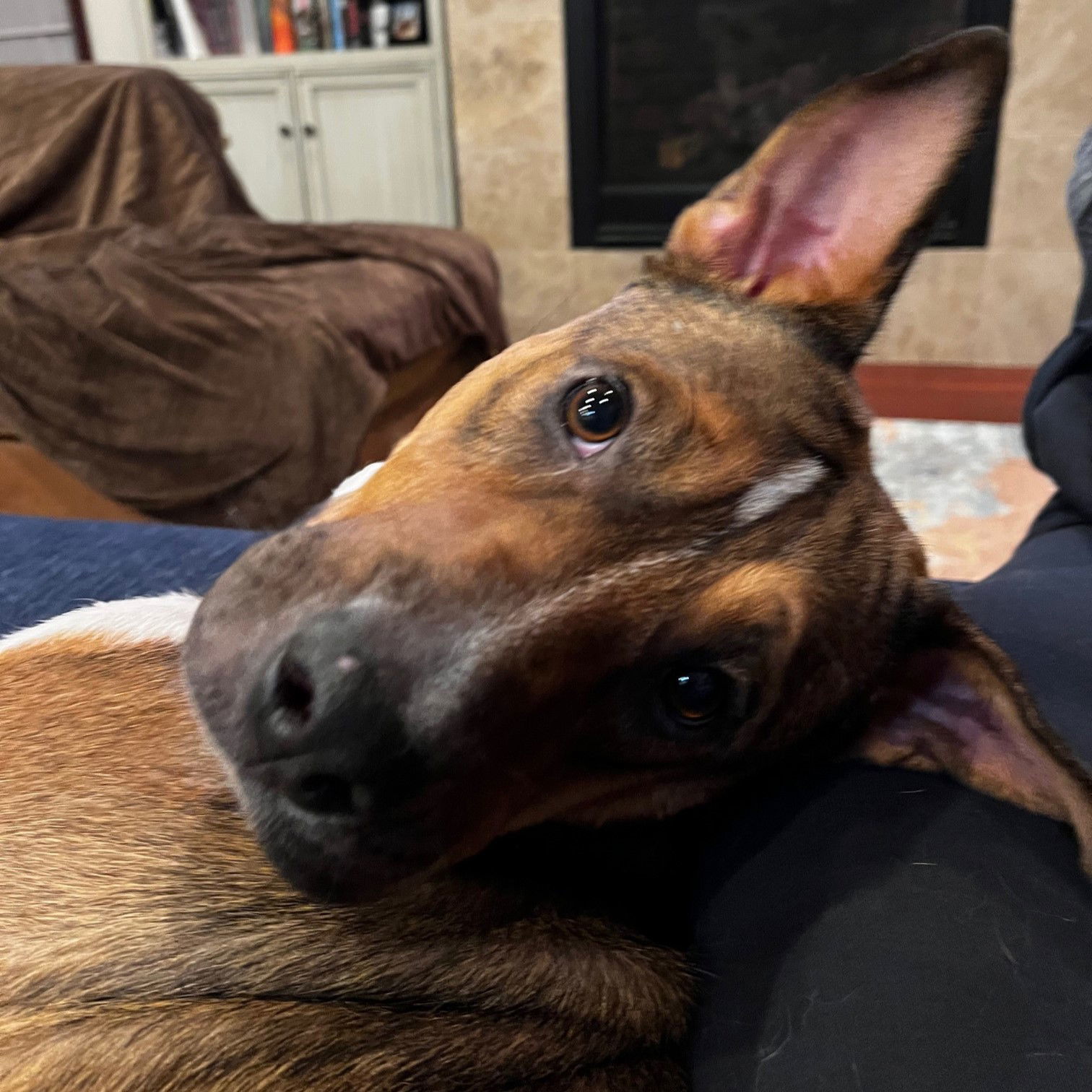 Fajita, an adoptable Pit Bull Terrier, Shepherd in Fargo, ND, 58103 | Photo Image 2