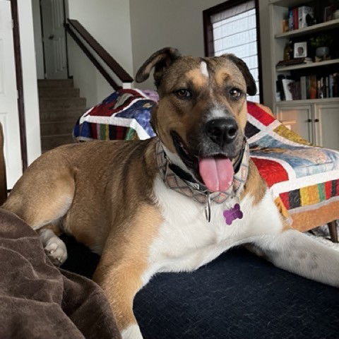Fajita, an adoptable Pit Bull Terrier, Shepherd in Fargo, ND, 58103 | Photo Image 2