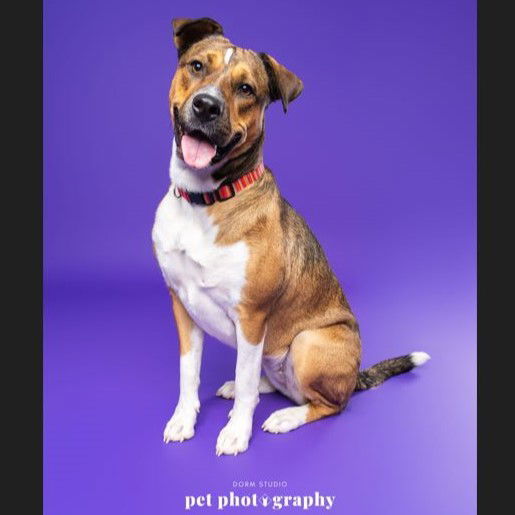 Fajita, an adoptable Pit Bull Terrier, Shepherd in Fargo, ND, 58103 | Photo Image 2