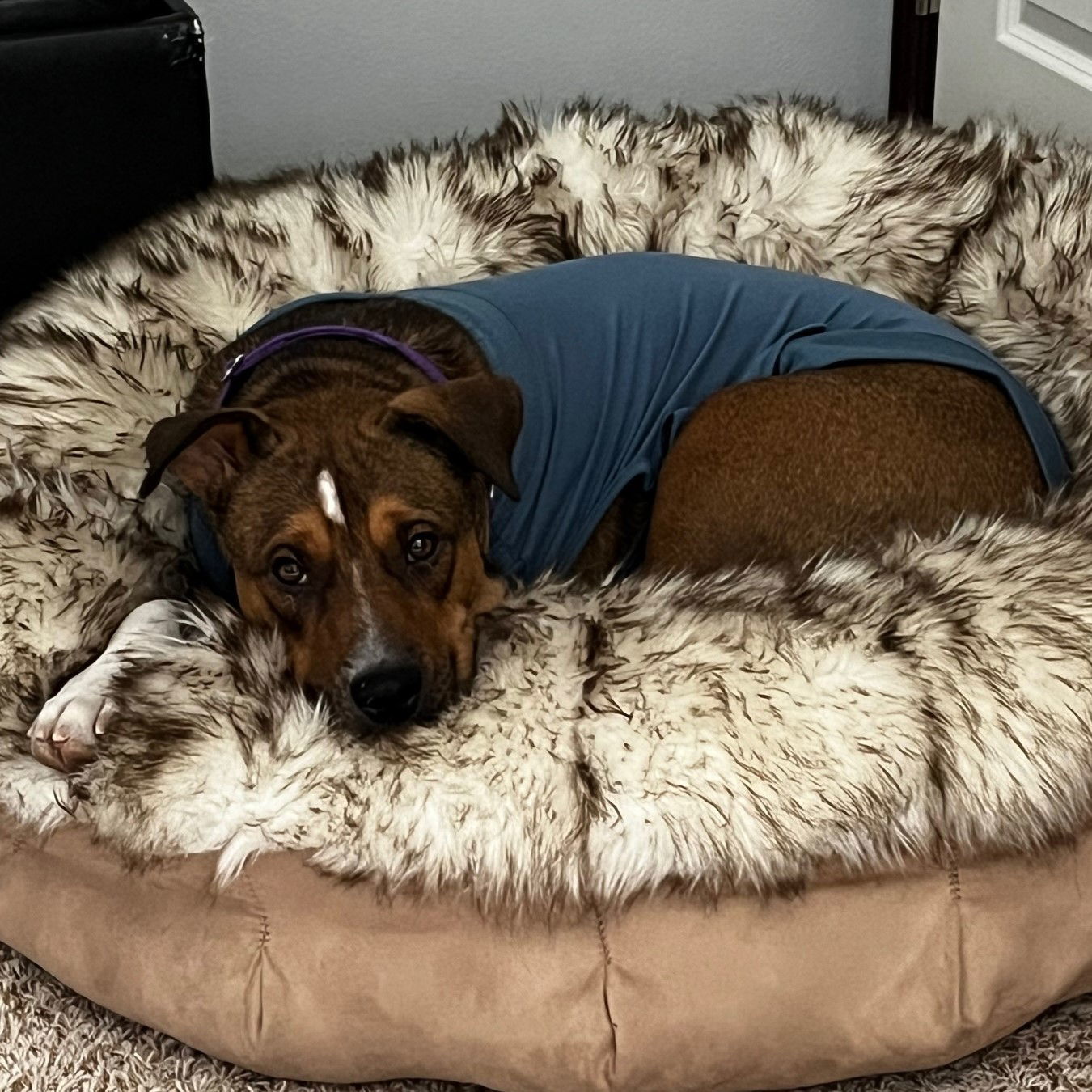 Fajita, an adoptable Pit Bull Terrier, Shepherd in Fargo, ND, 58103 | Photo Image 3