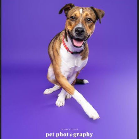 Fajita, an adoptable Pit Bull Terrier, Shepherd in Fargo, ND, 58103 | Photo Image 3