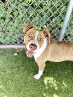Jewel, Young Female Mixed Breed