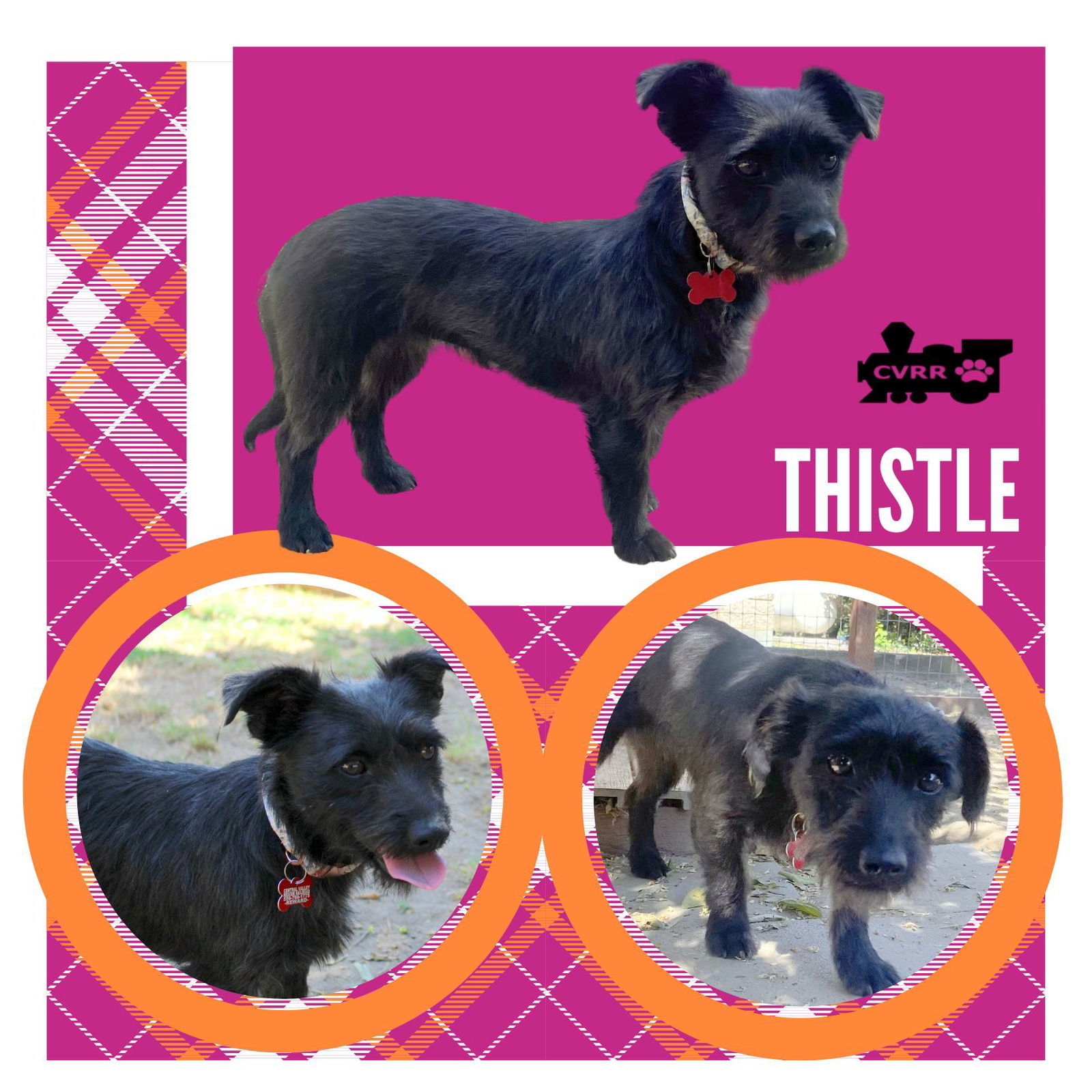 Thistle