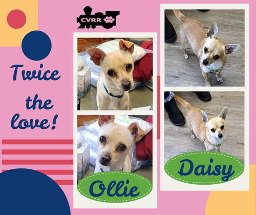Daisy