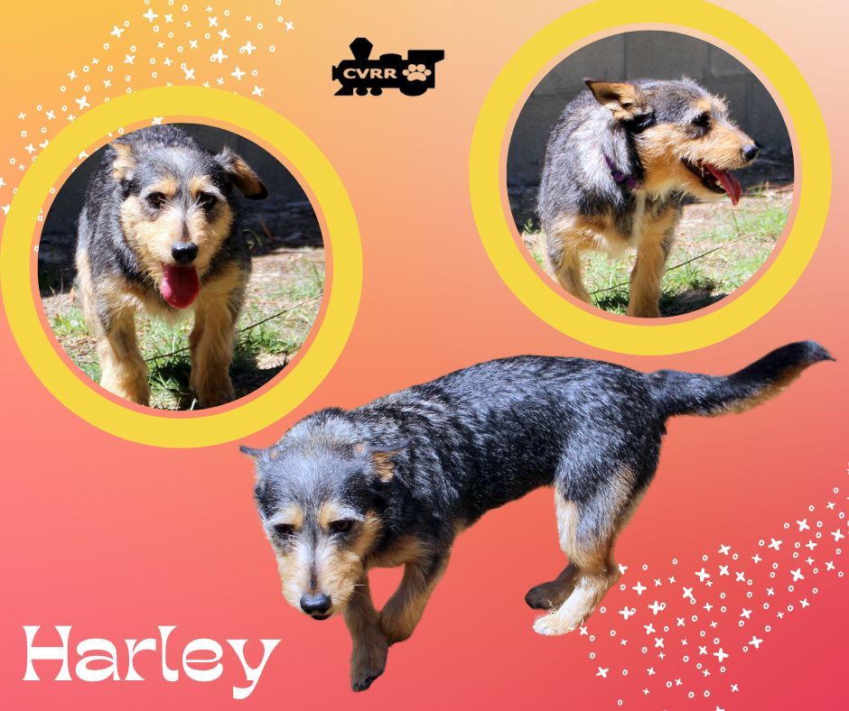 Harley