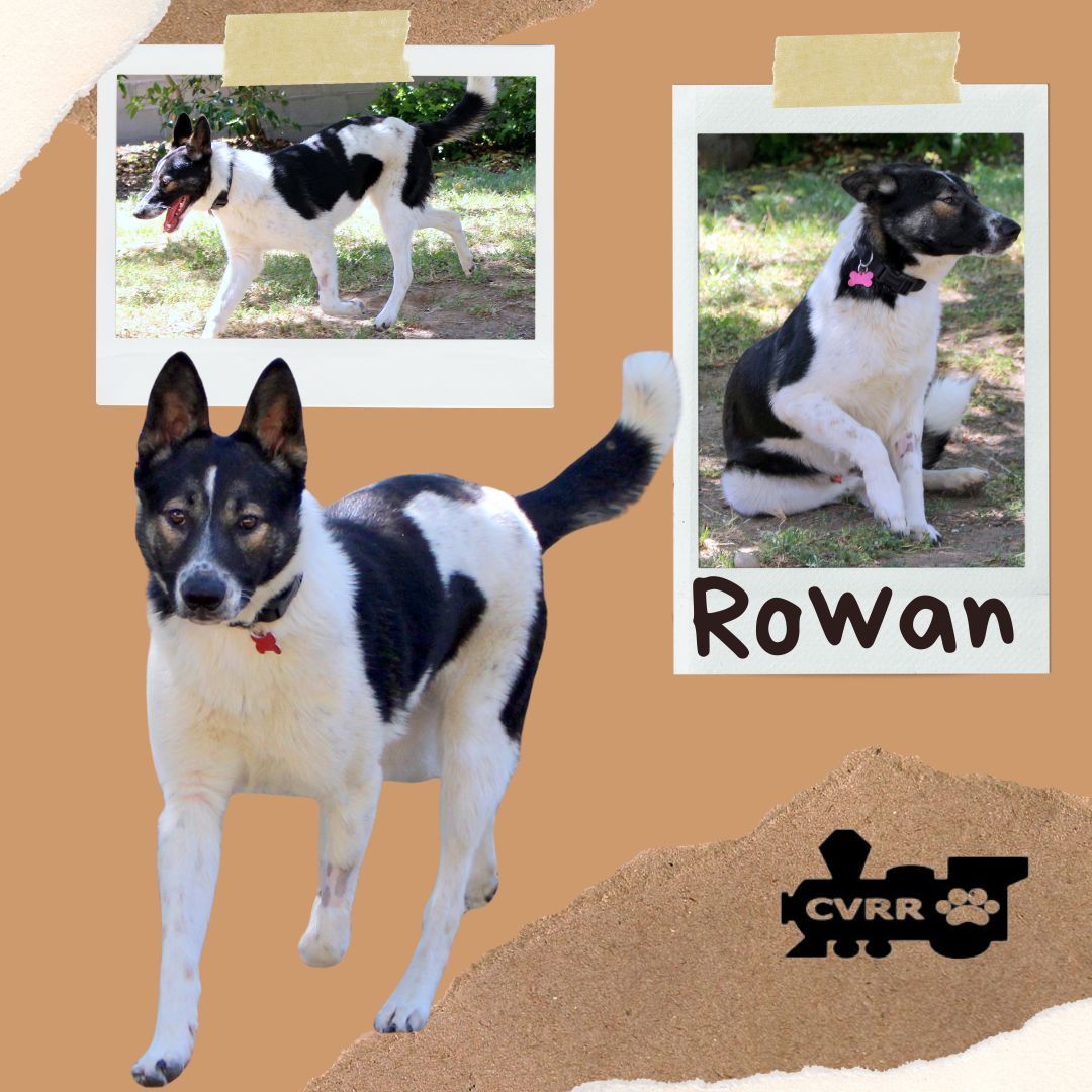 Rowan