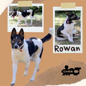 Rowan, Adult Male Border Collie