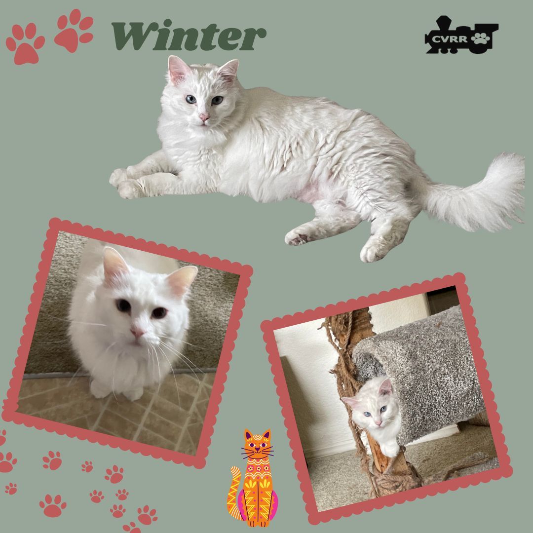 Winter (Cat)