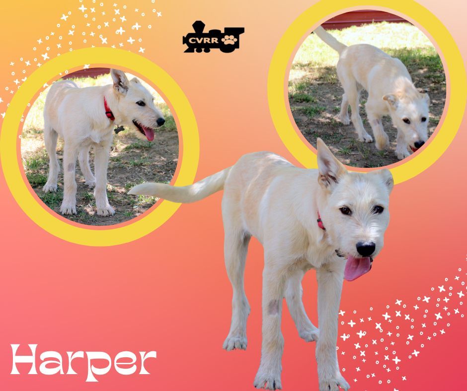 Harper