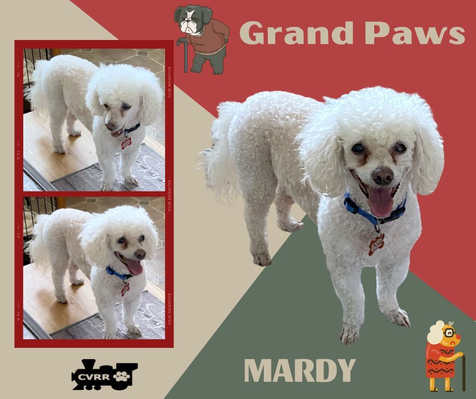 Mardy (GrandPaws)