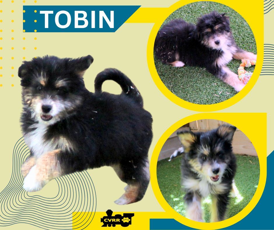 Tobin (Posh Puppy)