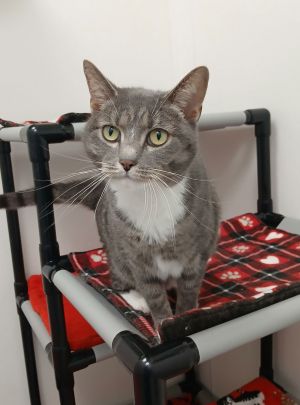 Nala, Adult Female Domestic Short Hair