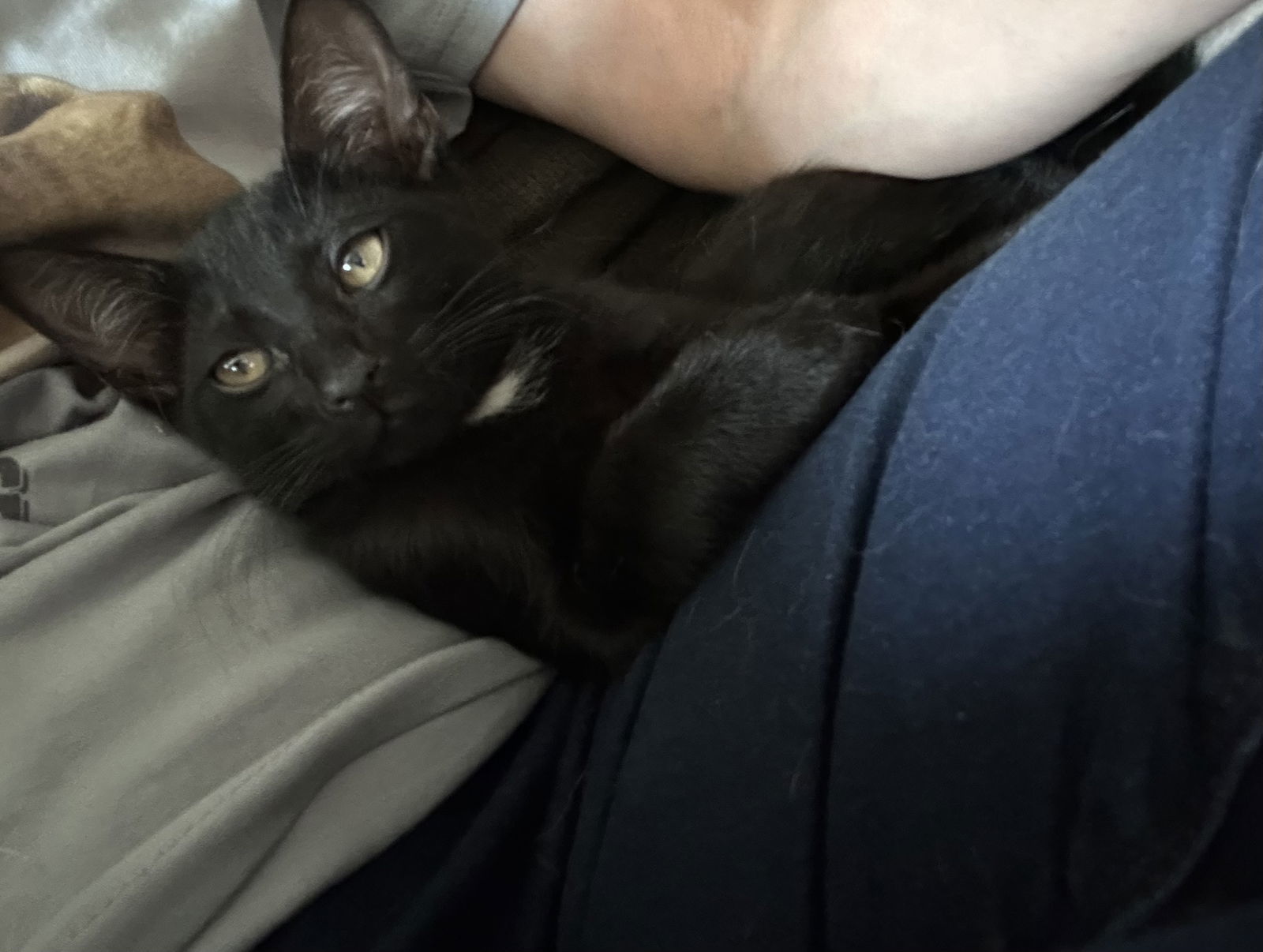 Batman AKA Blackie C Ellison