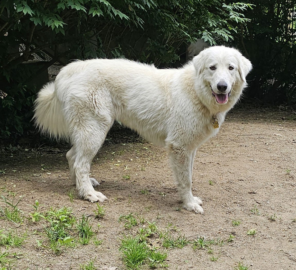 Sadie (2)