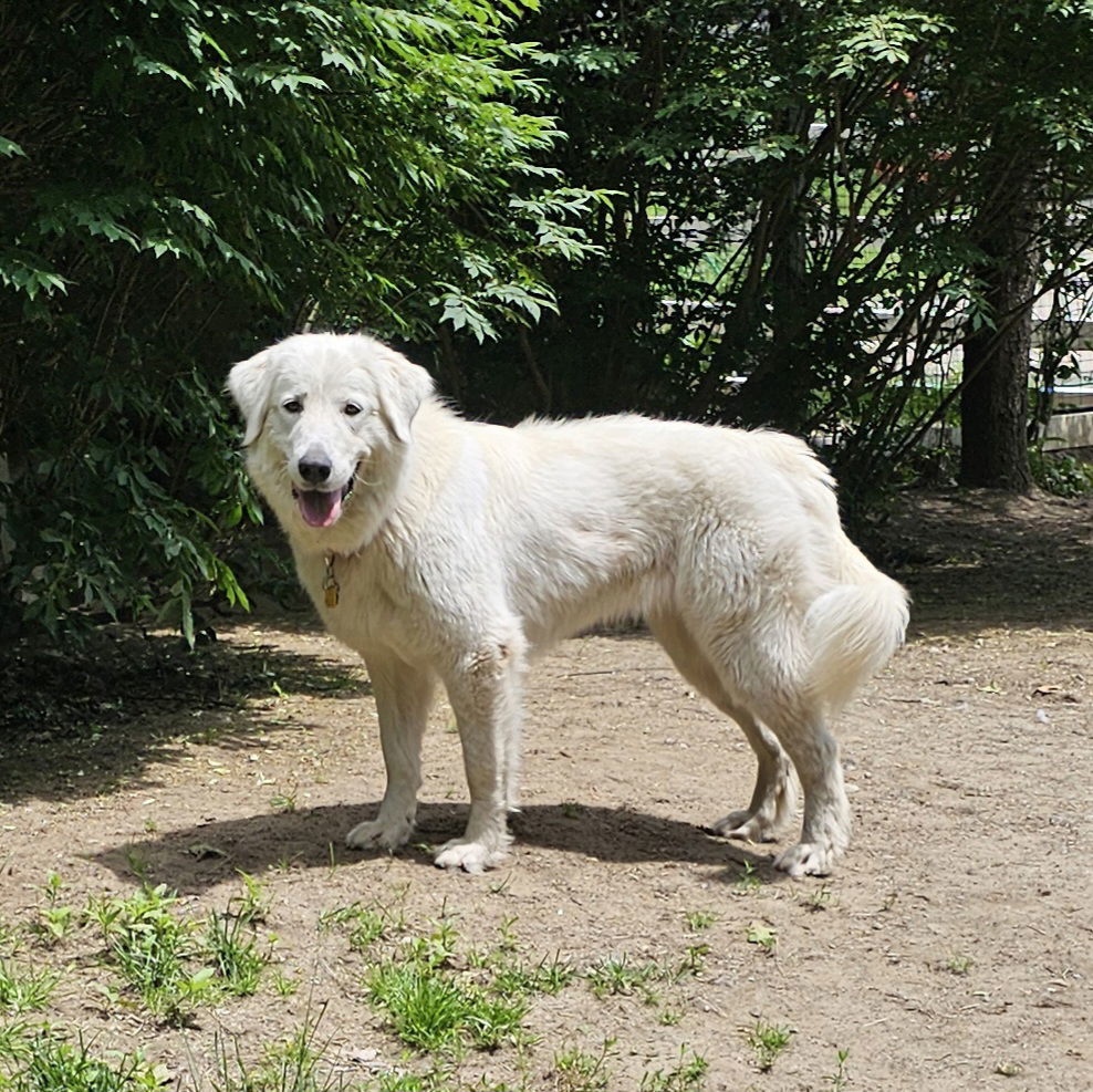 Sadie (2)