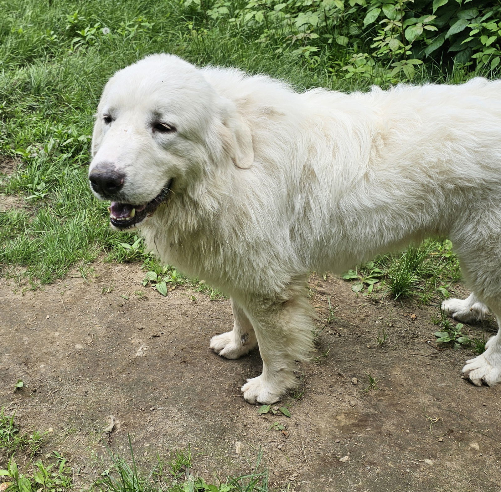 Sadie (2)