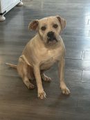 Savannah's profile on Petfinder.com