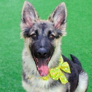 So nice to meet you my name is Renata Im a spayed 6-month-old German Shepherd mix that currentl
