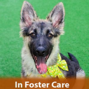 In Foster Care So nice to meet you my name is Renata Im a spayed 6-month-old German Shepherd m