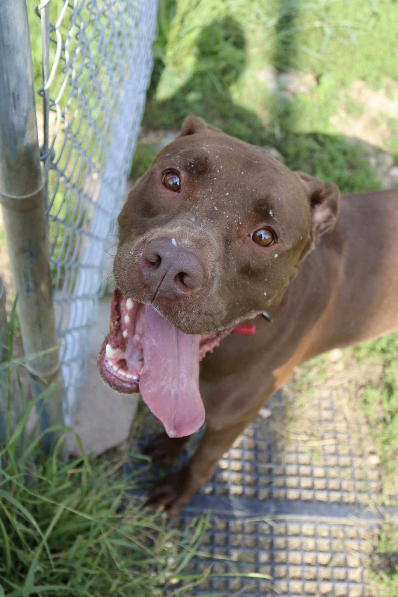 Quest, an adoptable Boxer, Doberman Pinscher in Austin, MN, 55912 | Photo Image 1