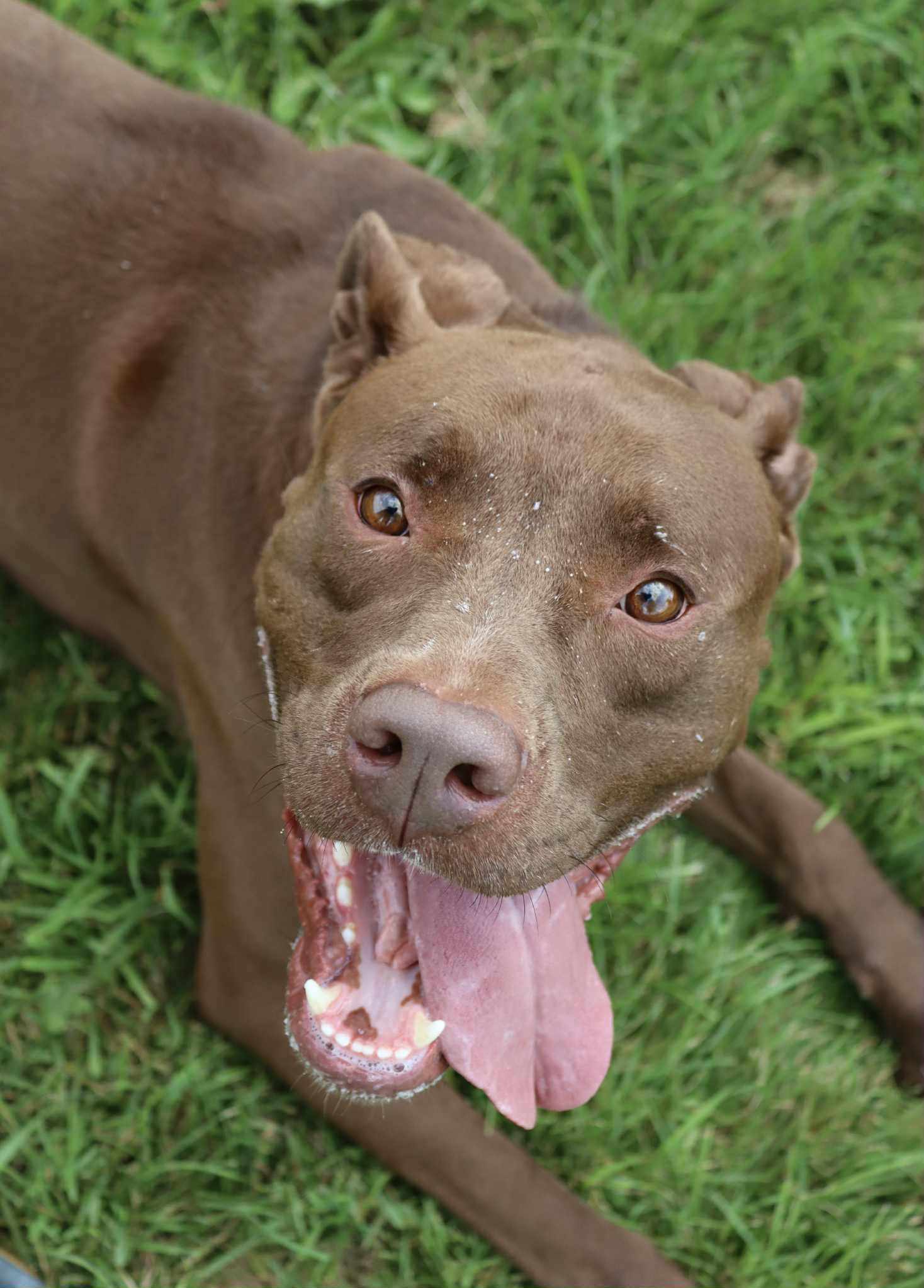 Quest, an adoptable Boxer, Doberman Pinscher in Austin, MN, 55912 | Photo Image 2