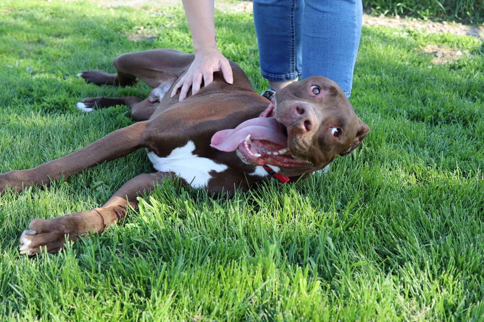 Quest, an adoptable Boxer, Doberman Pinscher in Austin, MN, 55912 | Photo Image 3