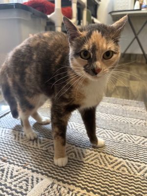 Meet Autumn our most special girl looking for a special human This beautiful and young dilute cali
