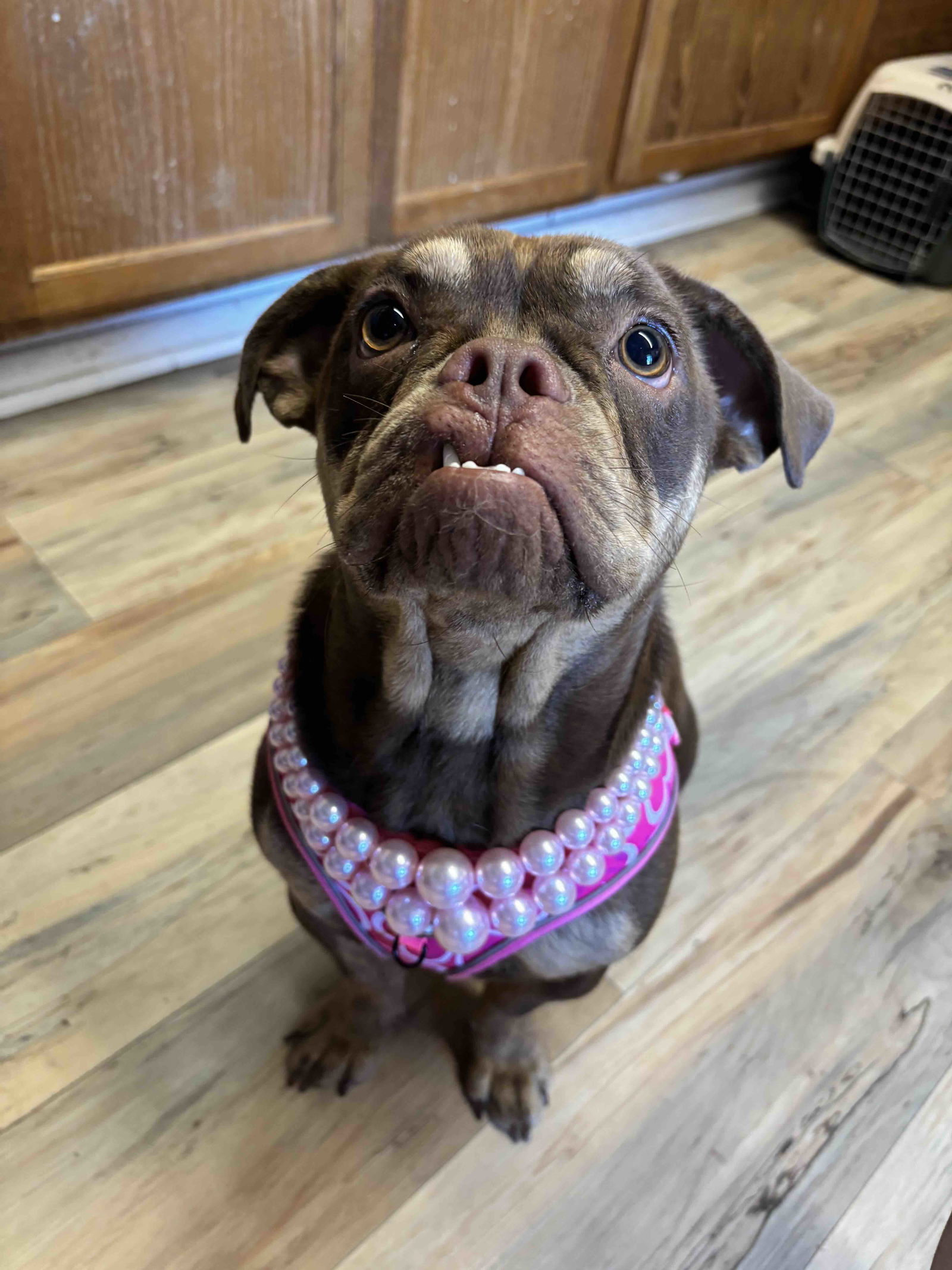 Bella