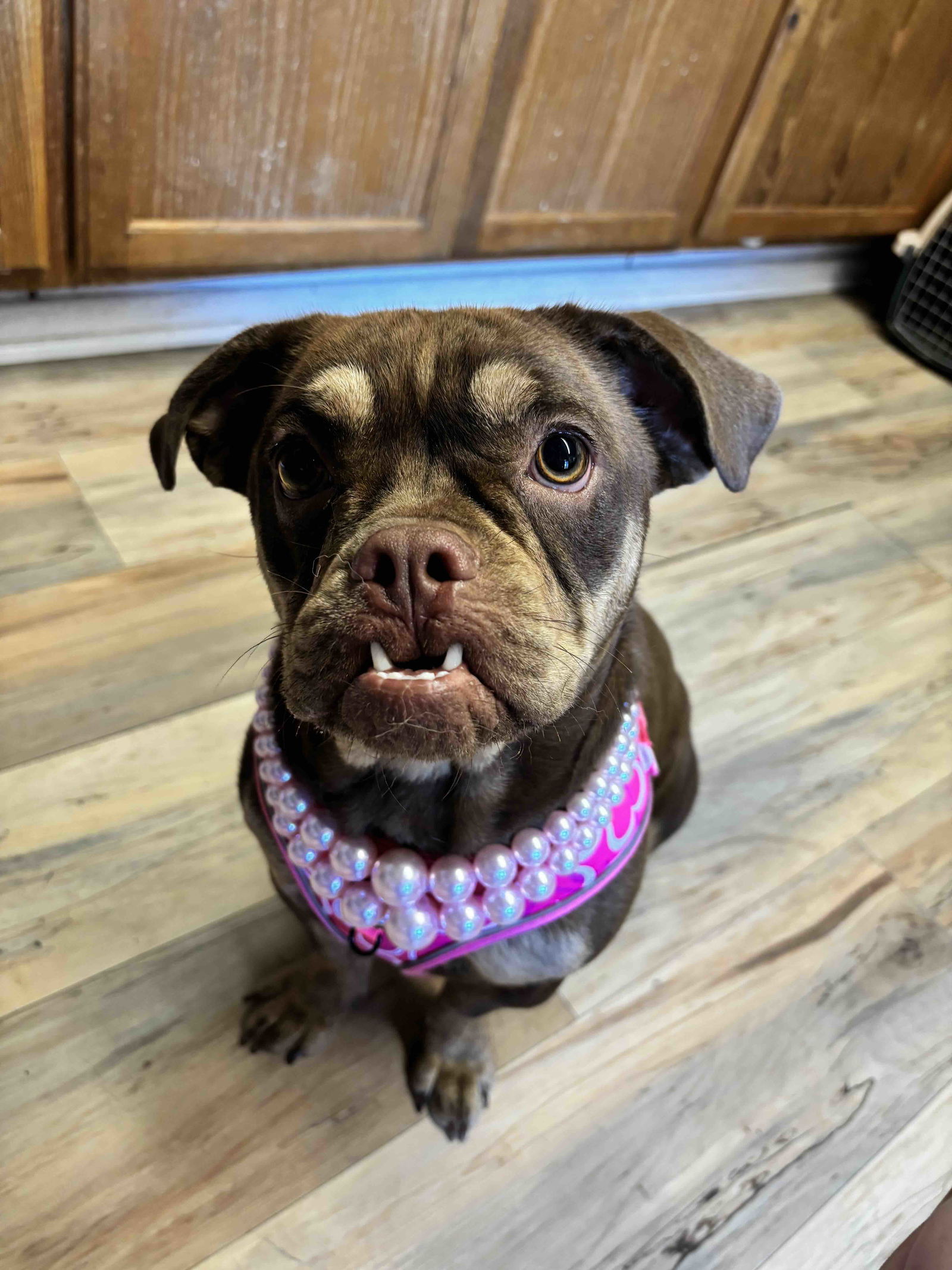 Bella