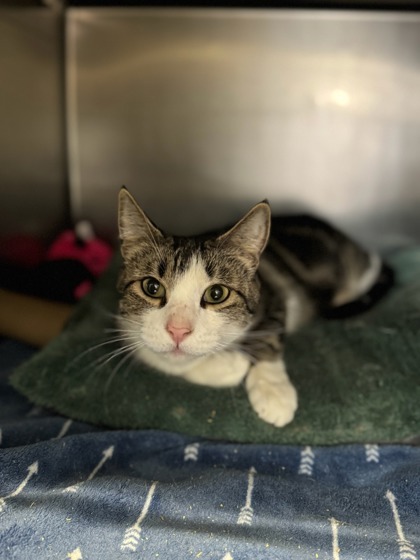 Freckles, an adoptable Domestic Short Hair in Moses Lake, WA, 98837 | Photo Image 1