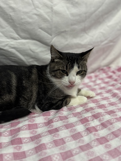 Freckles, an adoptable Domestic Short Hair in Moses Lake, WA, 98837 | Photo Image 1