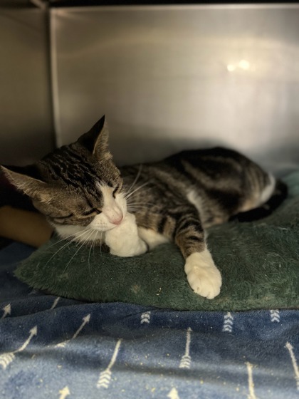 Freckles, an adoptable Domestic Short Hair in Moses Lake, WA, 98837 | Photo Image 2