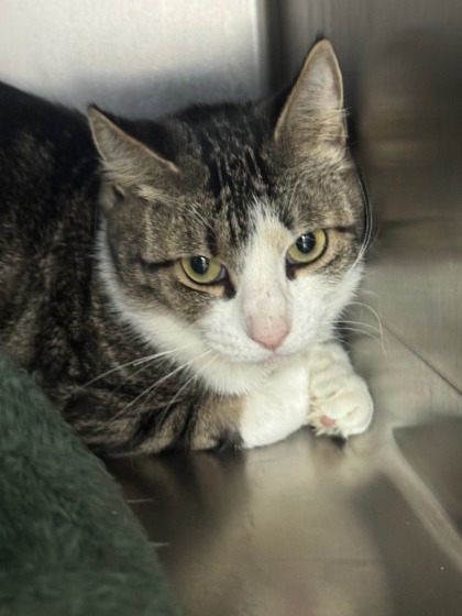 Freckles, an adoptable Domestic Short Hair in Moses Lake, WA, 98837 | Photo Image 3