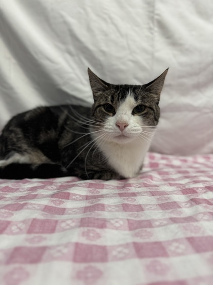 Freckles, an adoptable Domestic Short Hair in Moses Lake, WA, 98837 | Photo Image 3