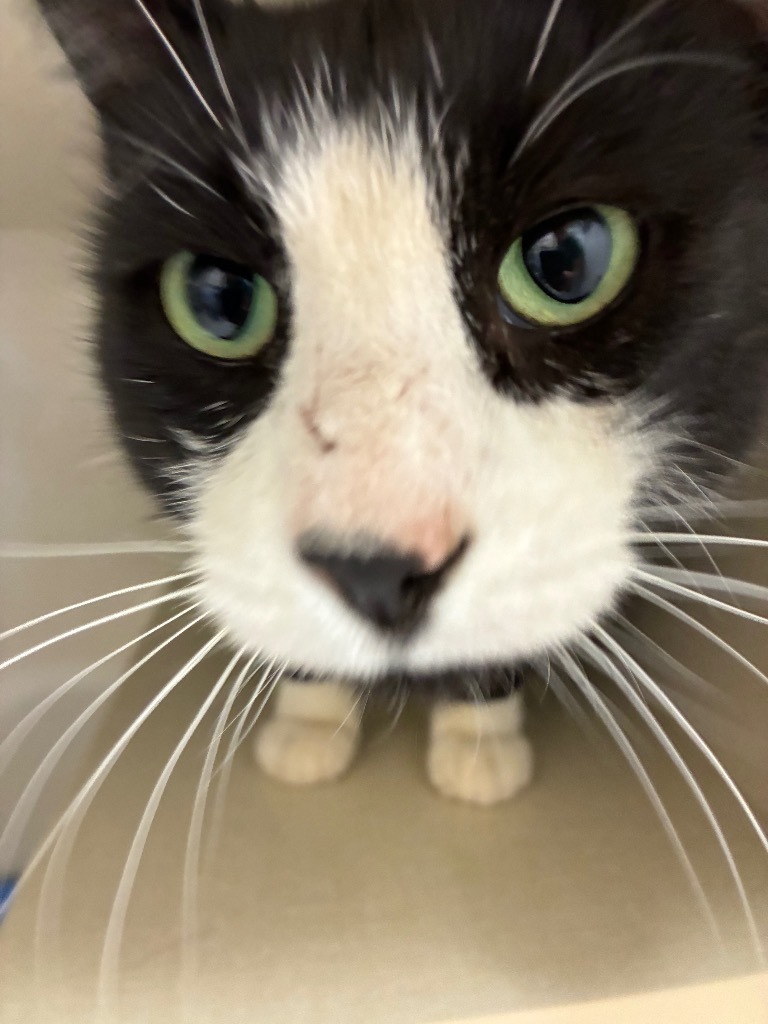 Meowiro Lopez, an adoptable Domestic Short Hair in Winnipeg, MB, R3H 0M1 | Photo Image 1
