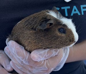 Lebron James, Baby Male Guinea Pig